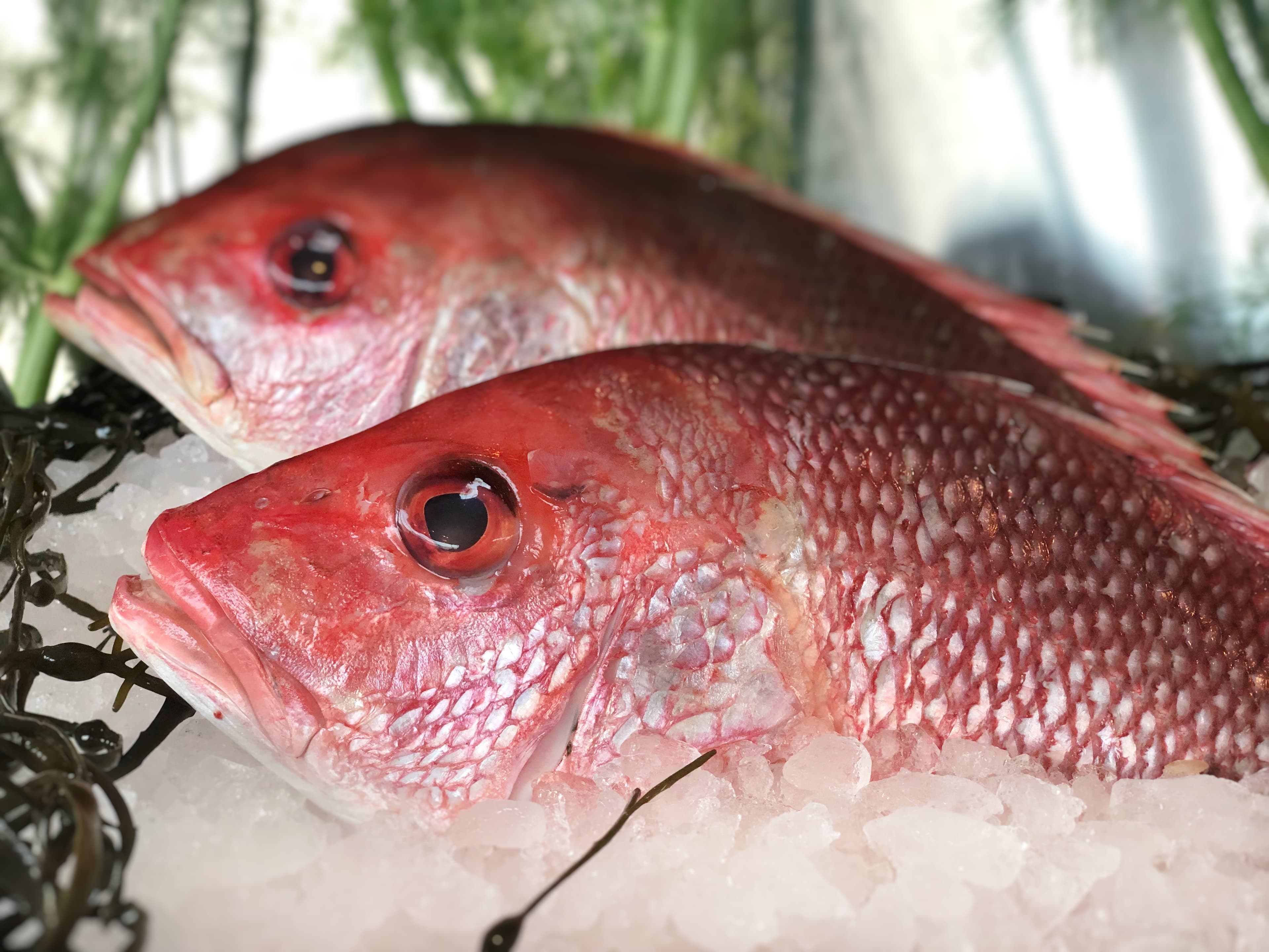 글로벌 횟감의 탄생, "옥수수 먹인 참돔"