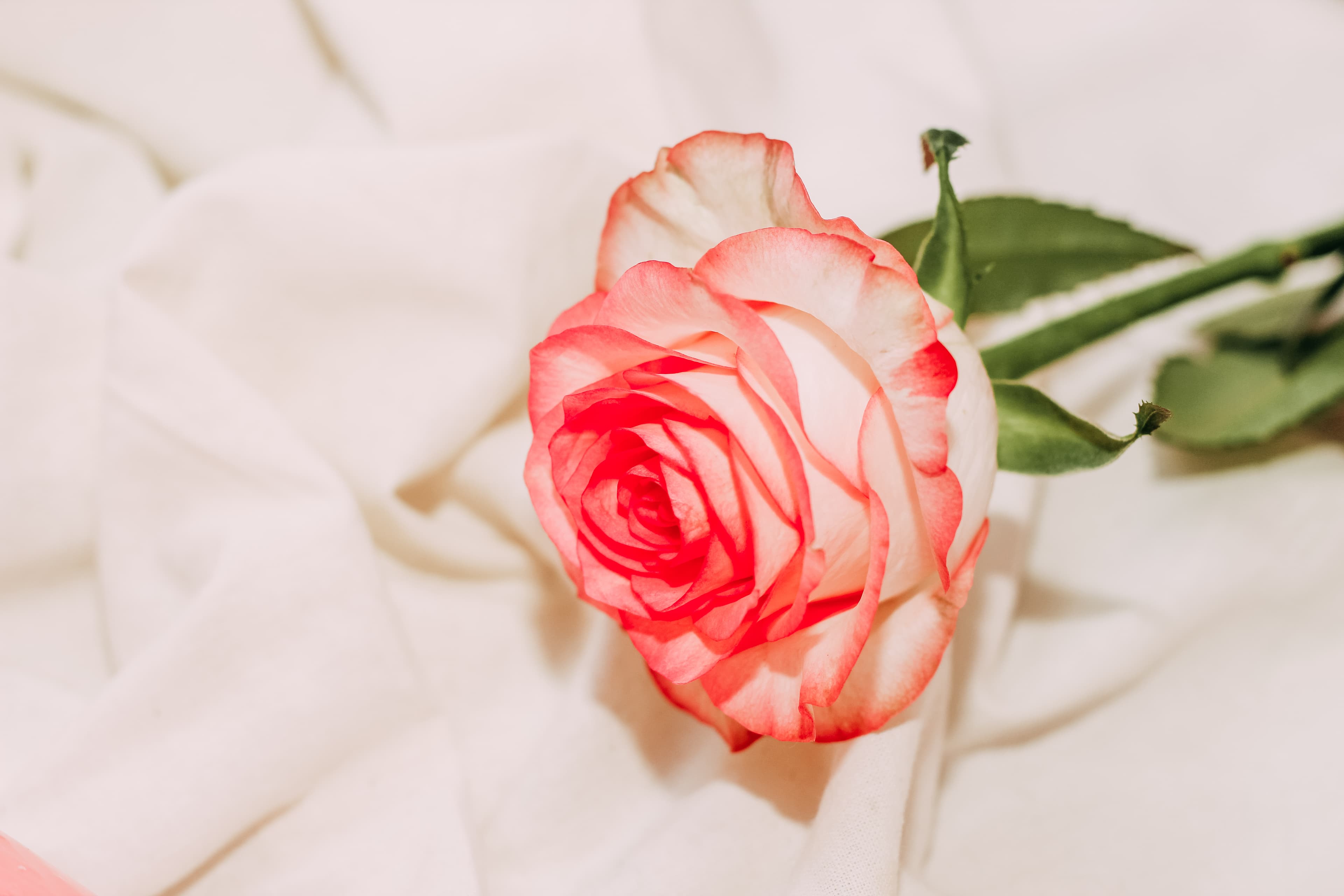 꽃 한 송이의 가치, ‘인증샷’을 넘어 ‘평생 단골’을 만드는 법