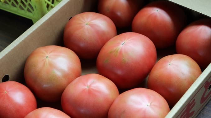 도쿄 채소 입하량 45% 급증…토마토 32% 늘어도 홋카이도산 가격은 약보합